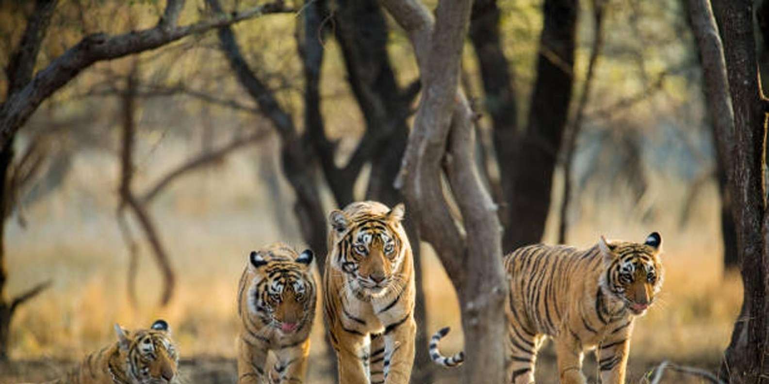 Jaipur to Ranthambore Wildlife Safari